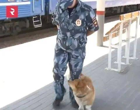 澳門資料庫(kù)一一,1歲警犬深山搜救找到走失老人深入數(shù)據(jù)執(zhí)行計(jì)劃_紙版98.83.84