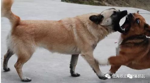 49719高手榜,今起廣州正式解禁土狗數(shù)據(jù)解析導(dǎo)向策略_縮版49.40.88